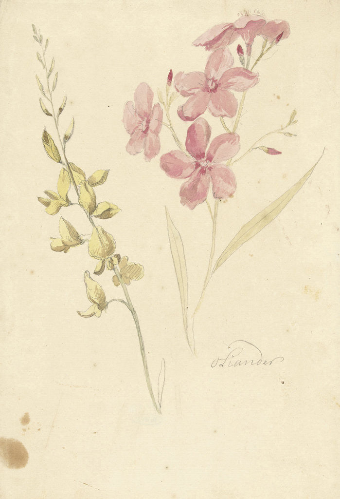 Detail of Oleander and broom by Elias van Nijmegen