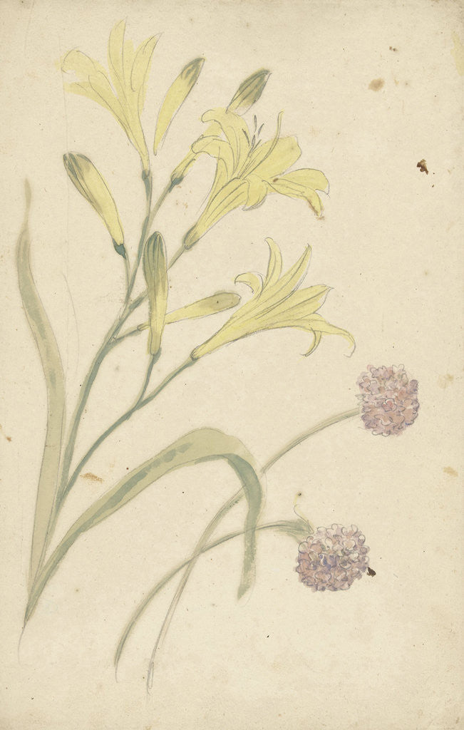 Detail of Studies Flower of a yellow lily and a blooming onion by Elias van Nijmegen