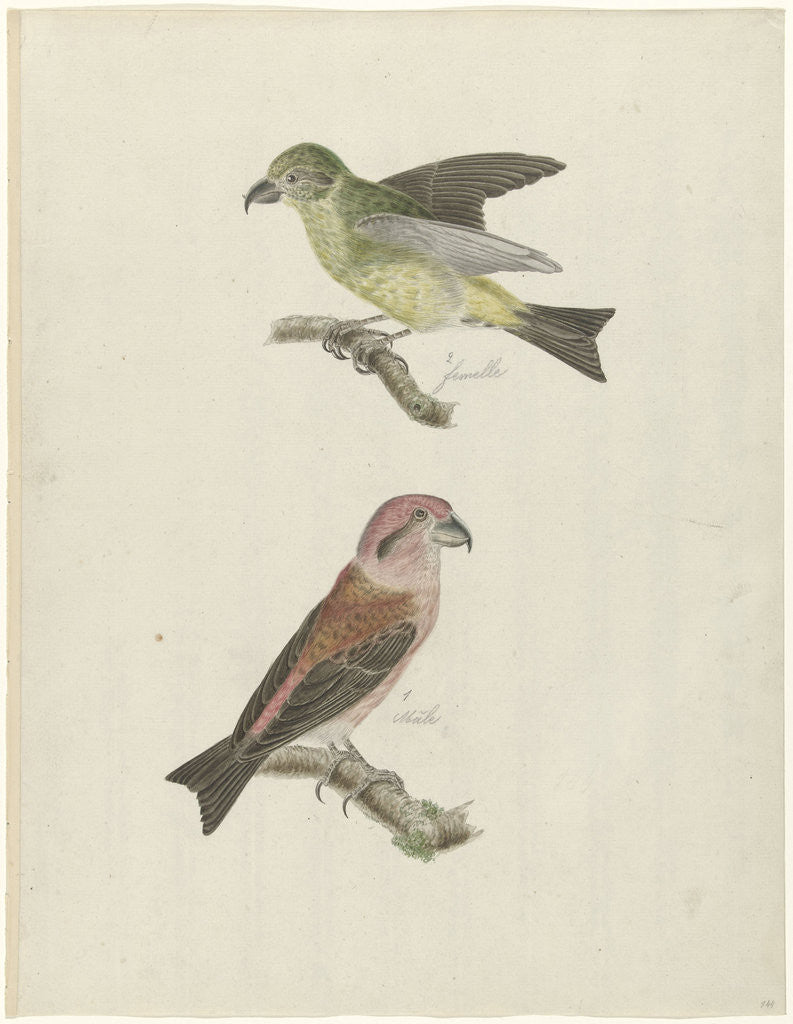 Detail of Two Crossbills by Christiaan Sepp