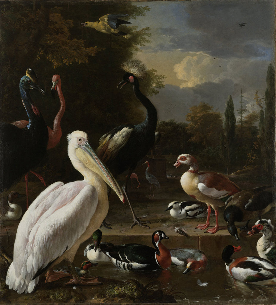 Detail of A Pelican and other Birds near a Pool by Melchior d' Hondecoeter