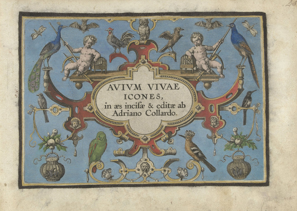 Detail of Title print for, Avium vivae Icones... by Adriaen Collaert
