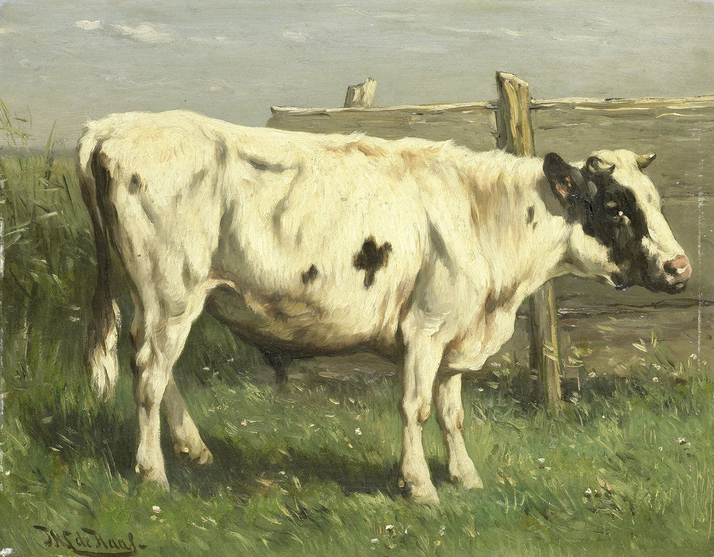 Detail of Young bull by Johannes Hubertus Leonardus de Haas