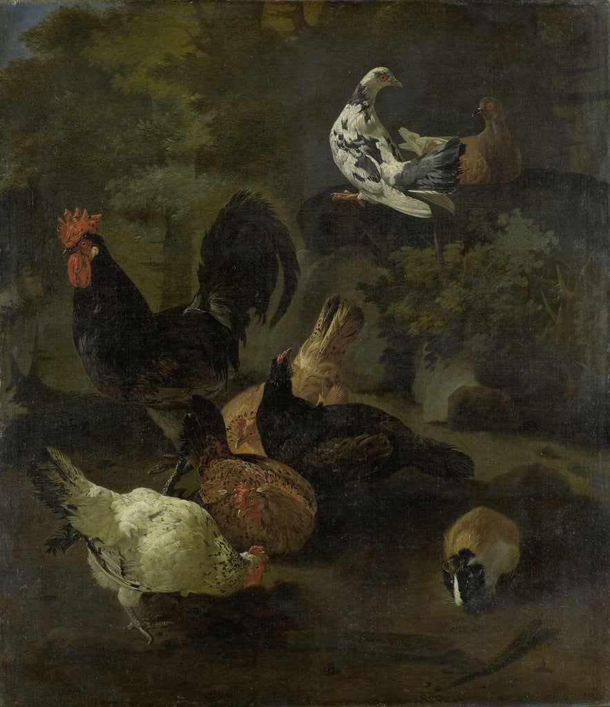 Detail of A Cock, Hens, Doves, and a Marmot by Jacomo Victors