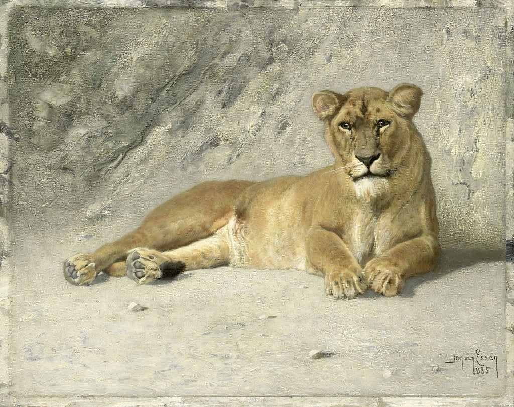 Detail of Resting lioness by Jan van Essen