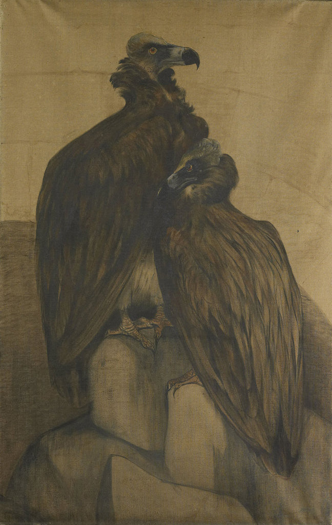Detail of Two vultures by Theo van Hoytema