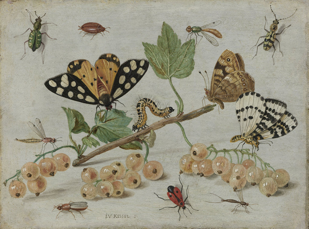 Detail of Insects and Fruit by Jan van Kessel I