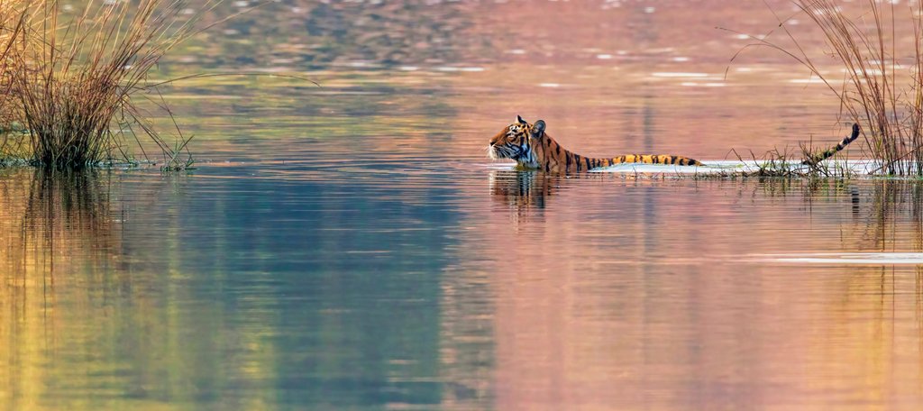 Detail of Lake swimmer by @wildmanrouse