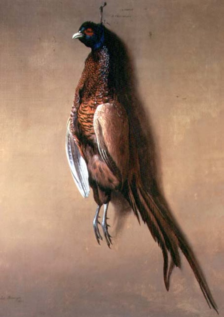 Detail of Hanging cock pheasant, 1822 by James Barenger