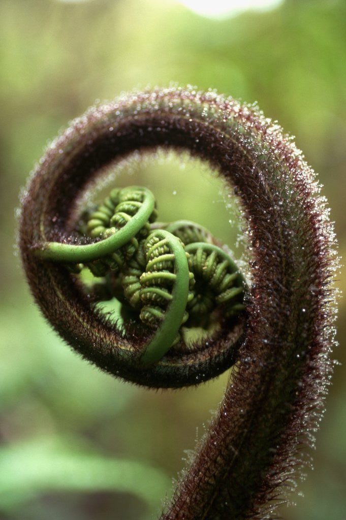 Detail of Detail of Sprouting Fern Fiddlehead by Anonymous