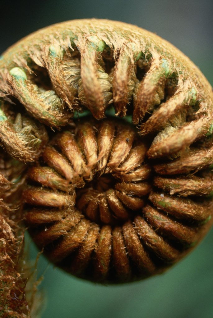 Detail of Close-up of Fern Fiddlehead by Corbis