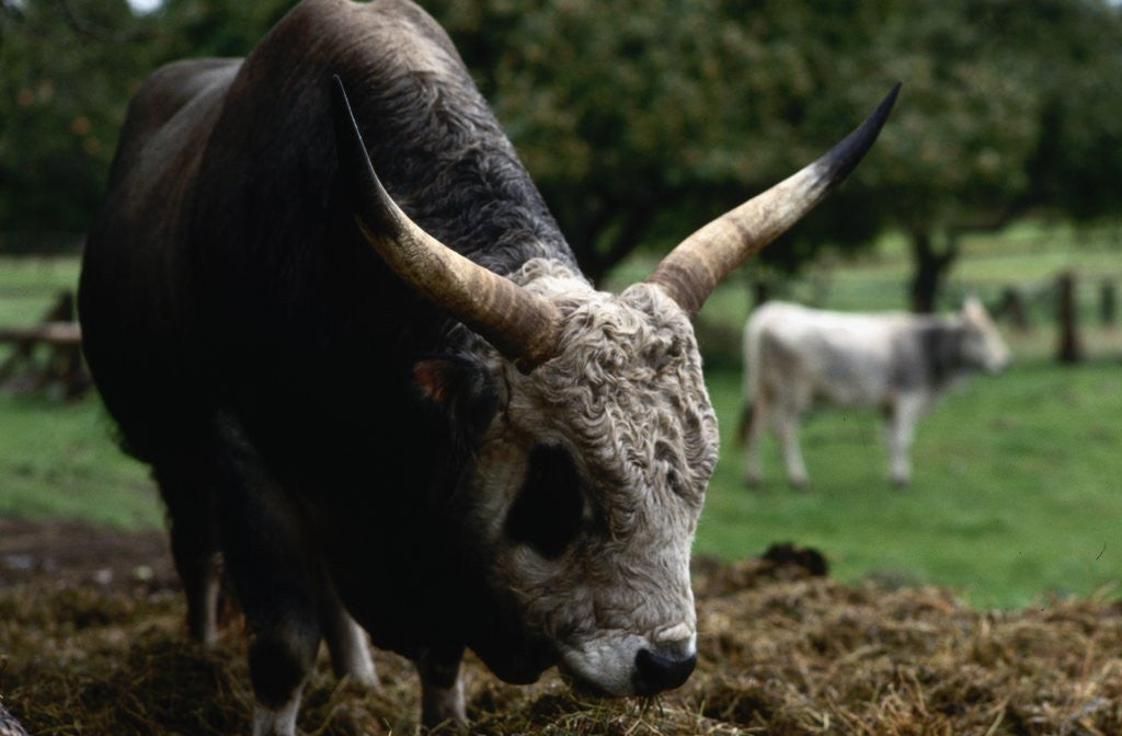 Detail of Grey Steppe Bull by Anonymous
