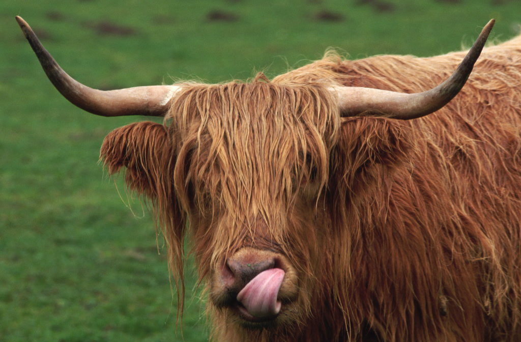 Detail of Head of Highland Cow by Anonymous