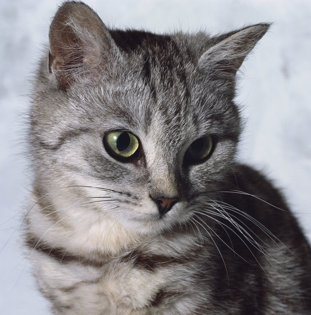 Detail of Grey Tabby Kitten by Anonymous