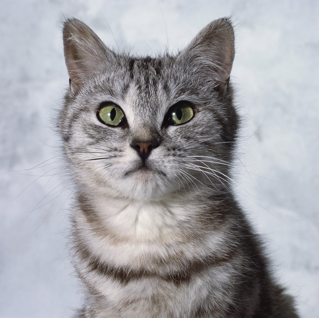 Detail of Alert Grey Tabby Cat by Corbis