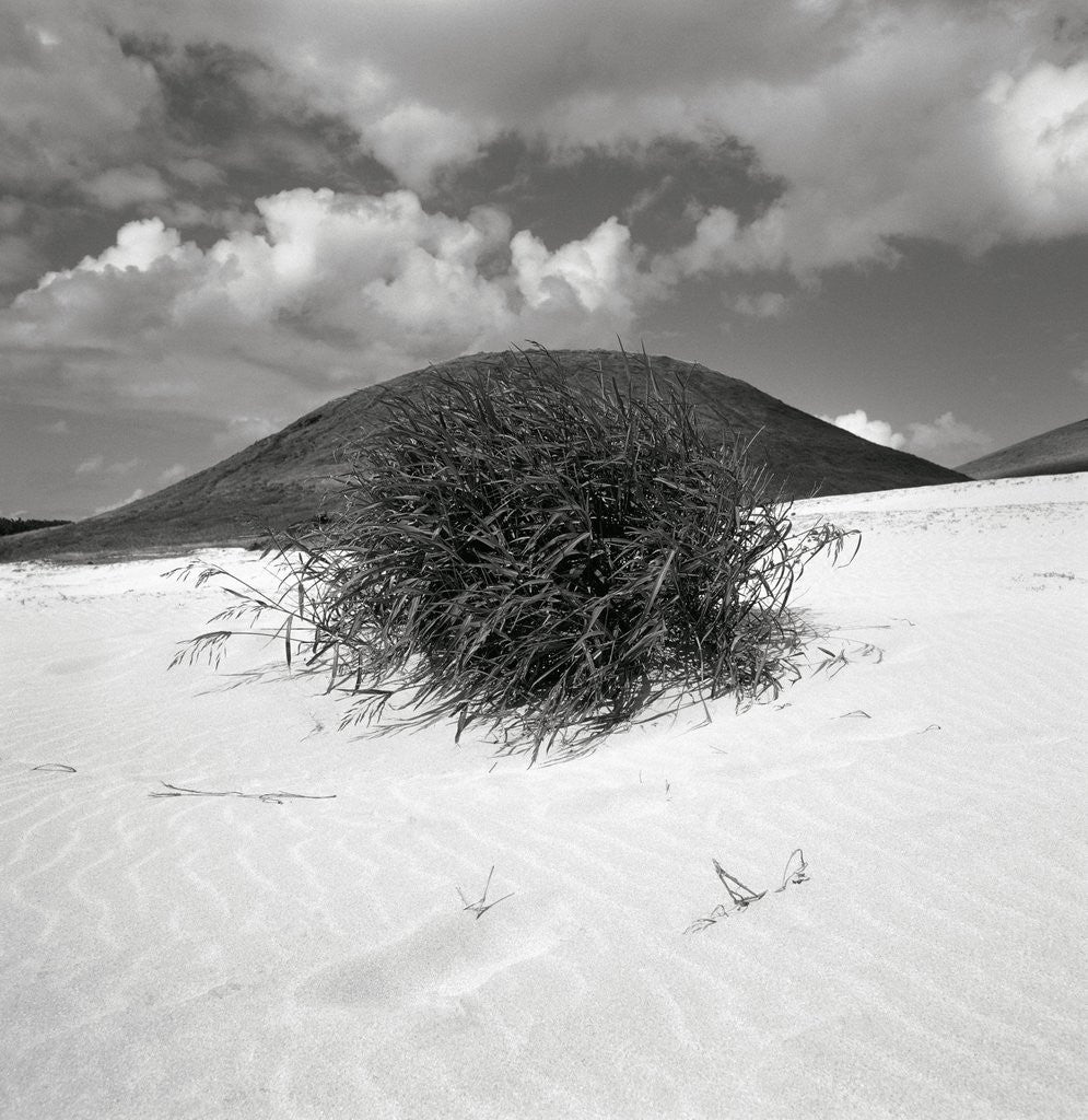 Detail of Hills Behind Cluster of Beach Grass by Anonymous