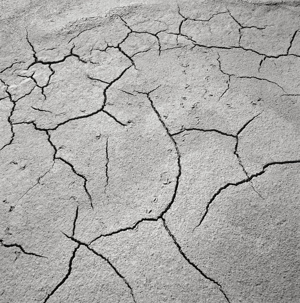 Detail of Cracked Desert Mud by Anonymous