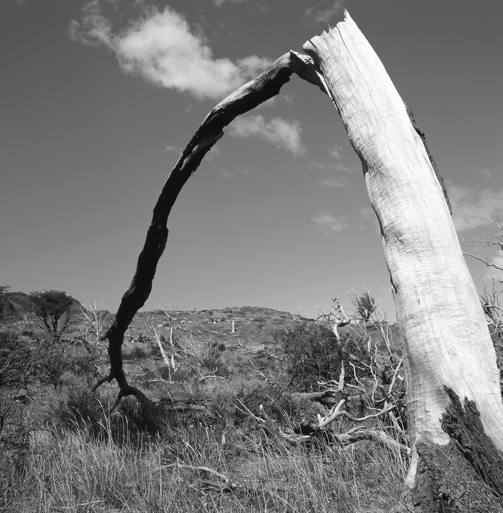 Detail of Fallen Branch of a Dead Tree by Corbis