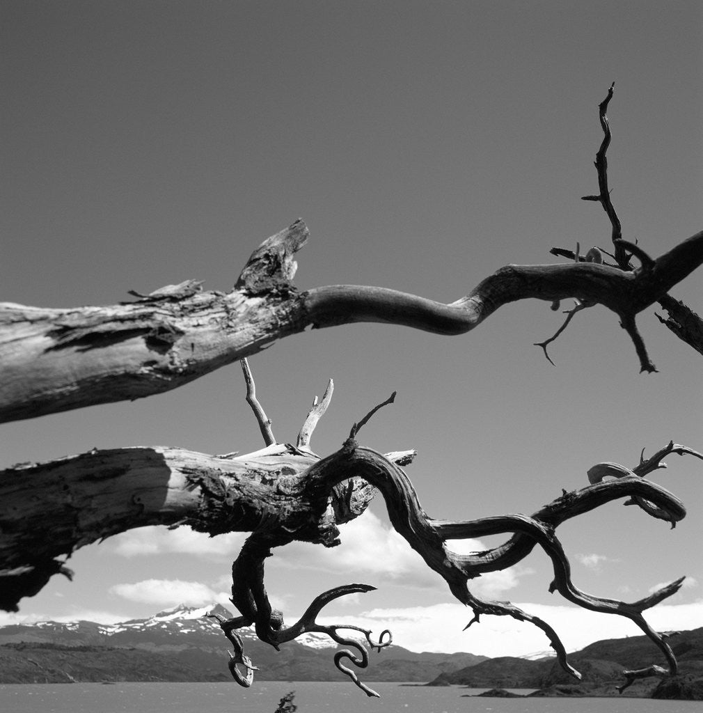 Detail of Dead Branches with Lake and Mountains by Anonymous