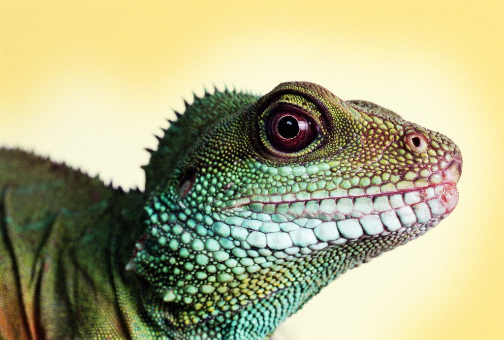 Detail of Green Water Dragon by Anonymous