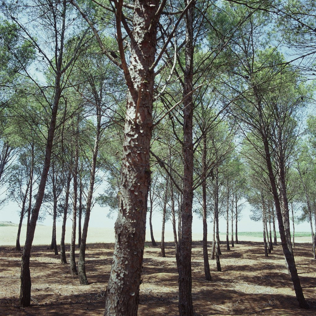 Detail of Coniferous Forest by Anonymous
