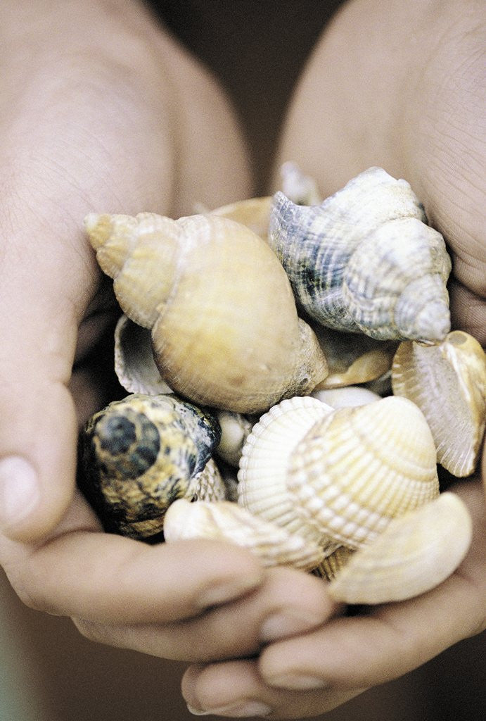 Detail of Hands Holding Seashells by Anonymous