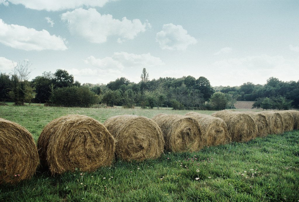 Detail of Bales of Hay in a Field by Corbis
