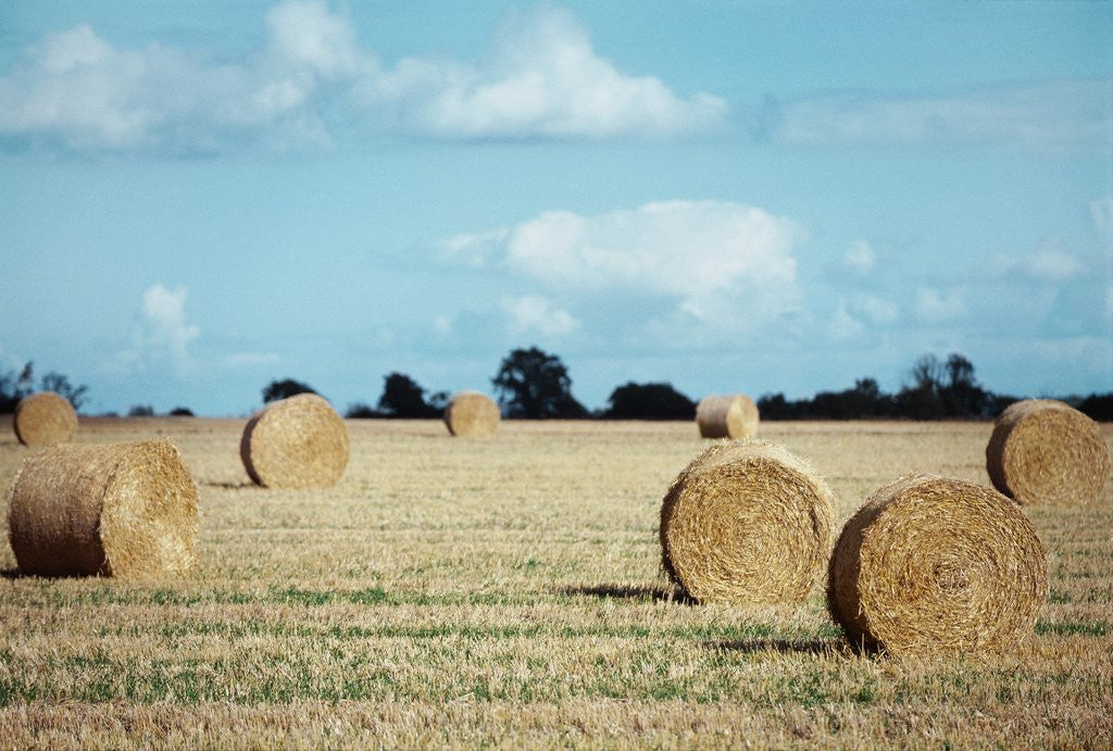 Detail of Bales of Hay in a Field by Anonymous