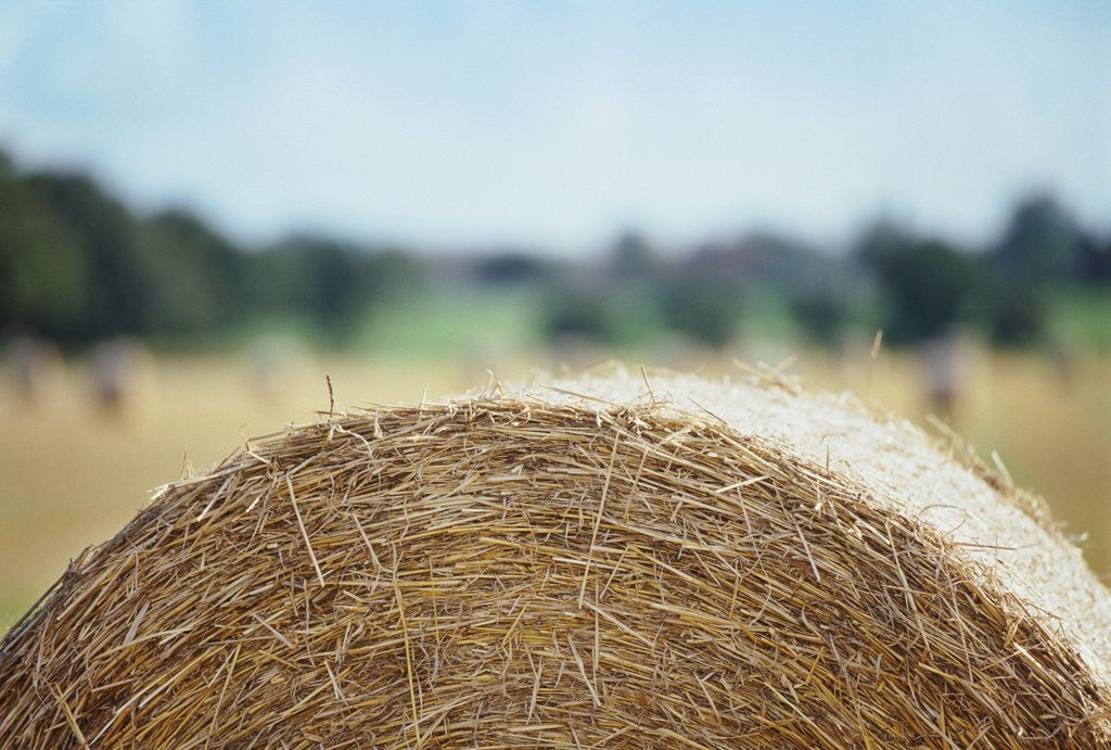 Detail of Top of Bale of Hay by Anonymous