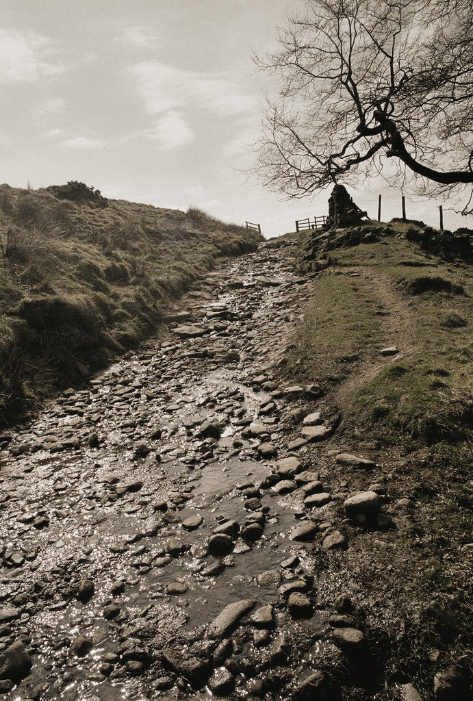 Detail of Wet Path Past Countryside by Anonymous