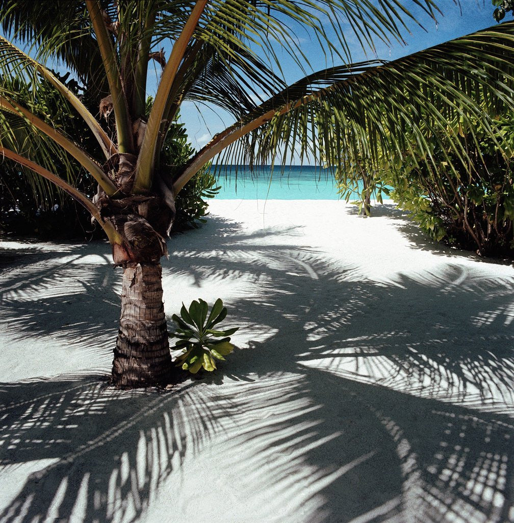 Detail of Palm Tree on Sandy Beach by Anonymous