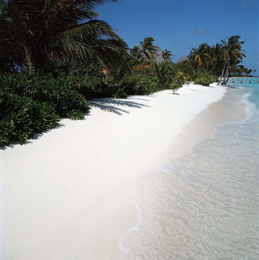Detail of Tropical Beach by Anonymous