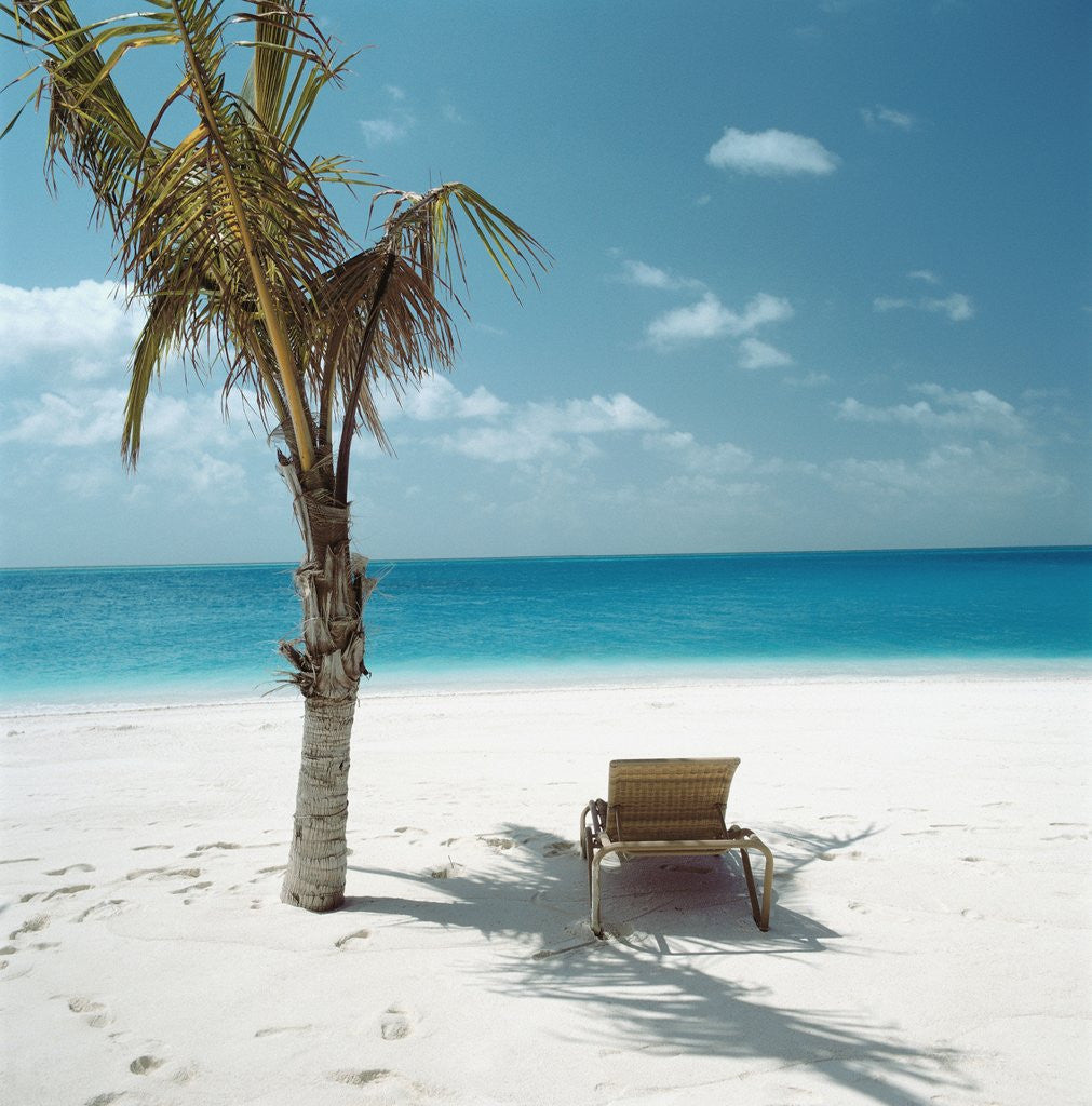 Detail of Palm Tree and Beach Chair by Corbis