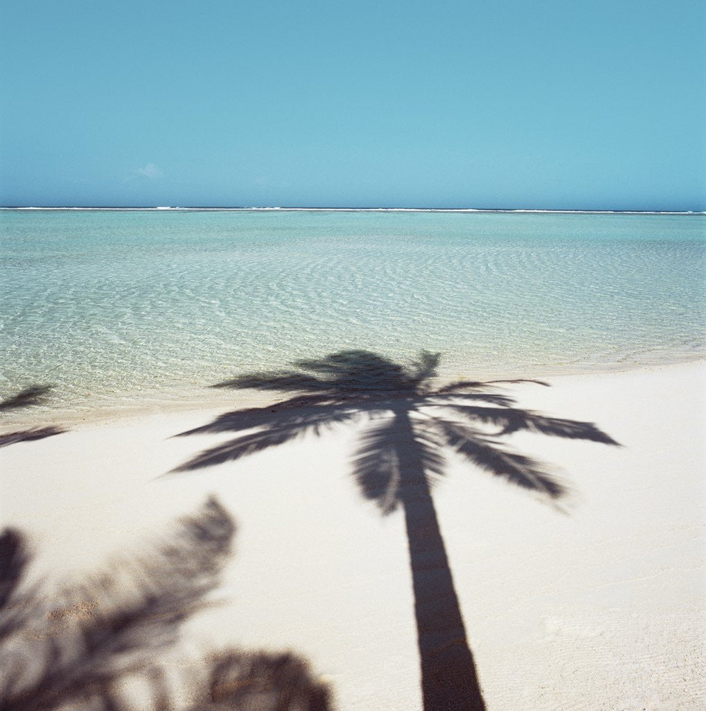 Detail of Shadow of Palm Tree on a Beach by Anonymous