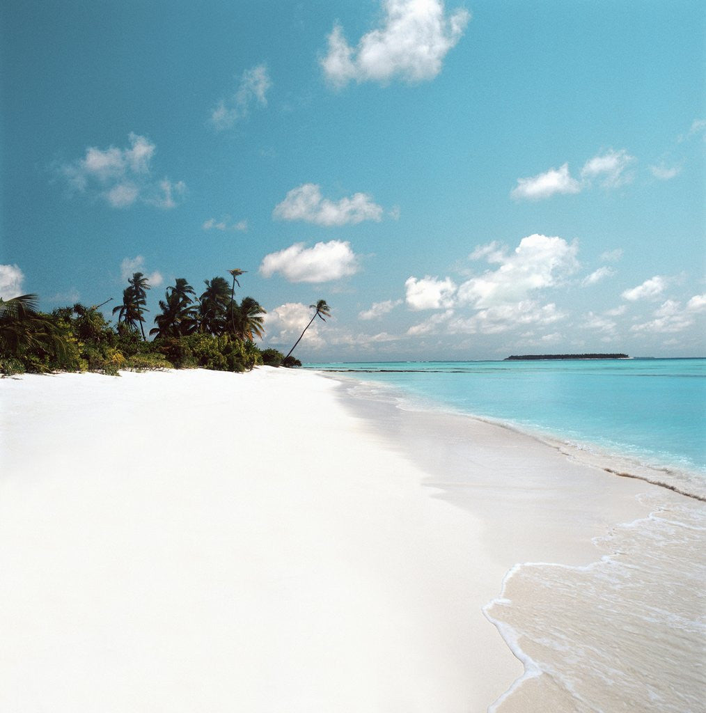 Detail of Tropical Beach by Anonymous