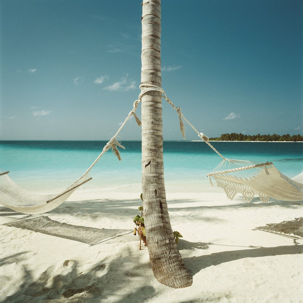 Detail of Hammocks Tied to a Palm Tree by Anonymous