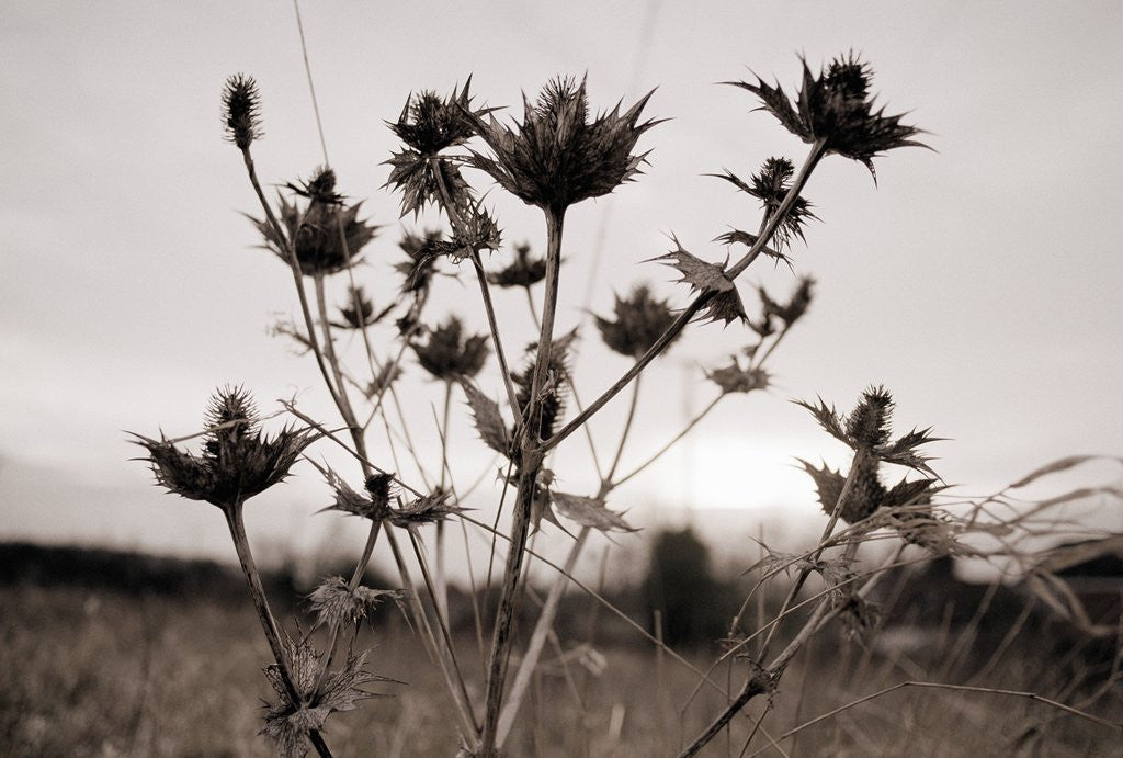 Detail of Thistle by Anonymous