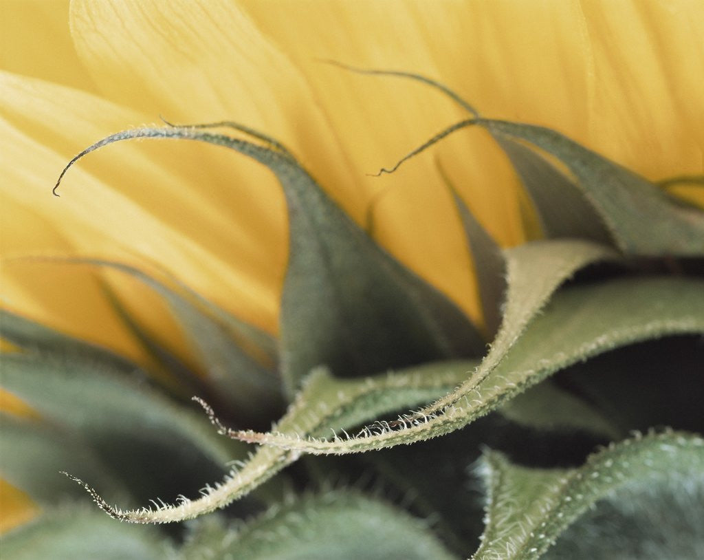 Detail of Sunflower Detail by Anonymous