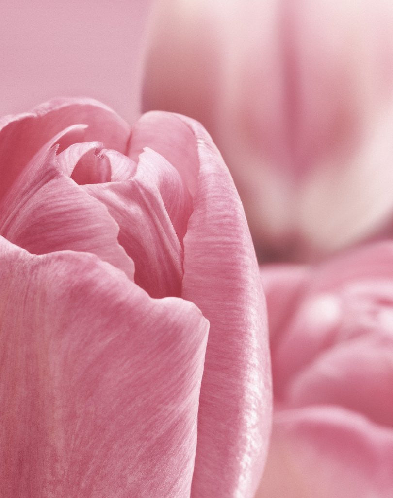 Detail of Bunch of Pink Tulips by Anonymous