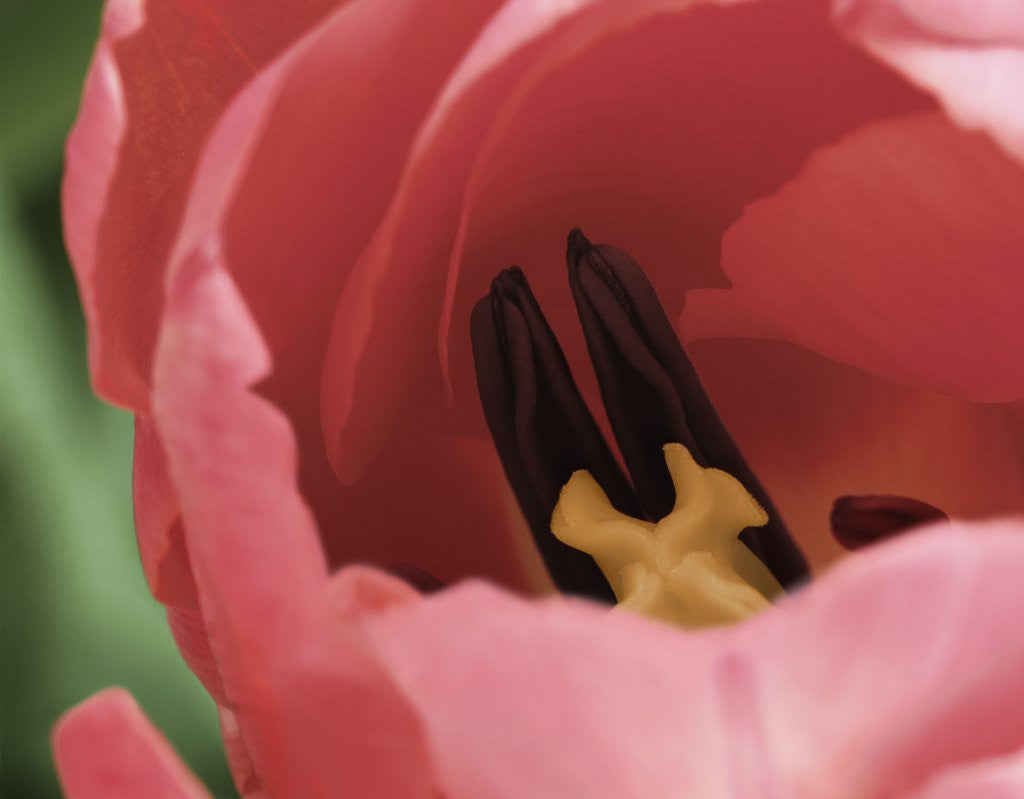 Detail of Peering Inside Tulip by Corbis