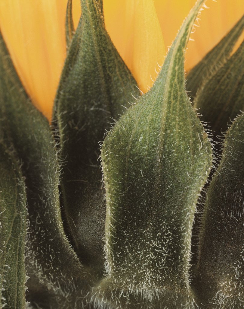 Detail of Sunflower Detail by Anonymous