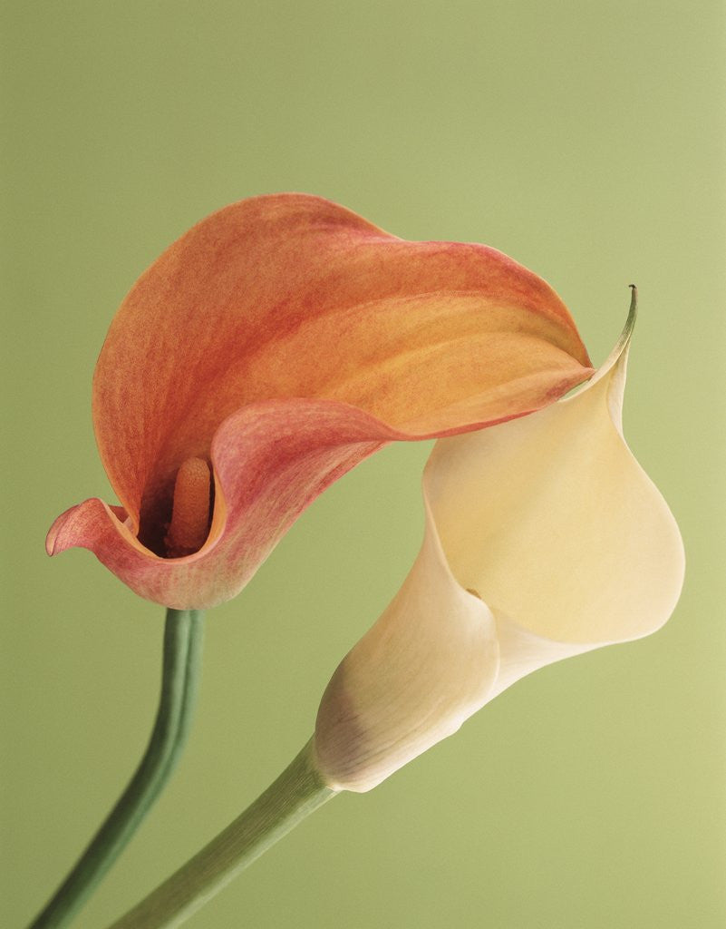 Detail of Blooming Lilies by Corbis