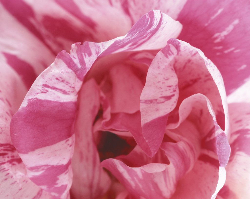 Detail of Curling Tulip Petals by Corbis