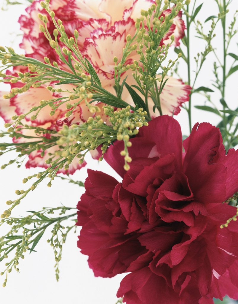 Detail of Blooming Carnations by Corbis