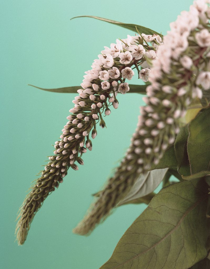 Detail of Speedwell Plant by Anonymous