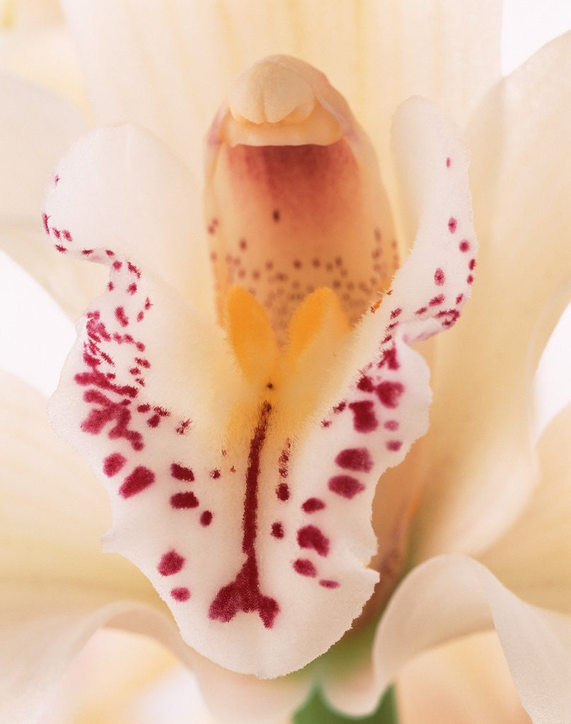 Detail of Blooming Orchid by Anonymous