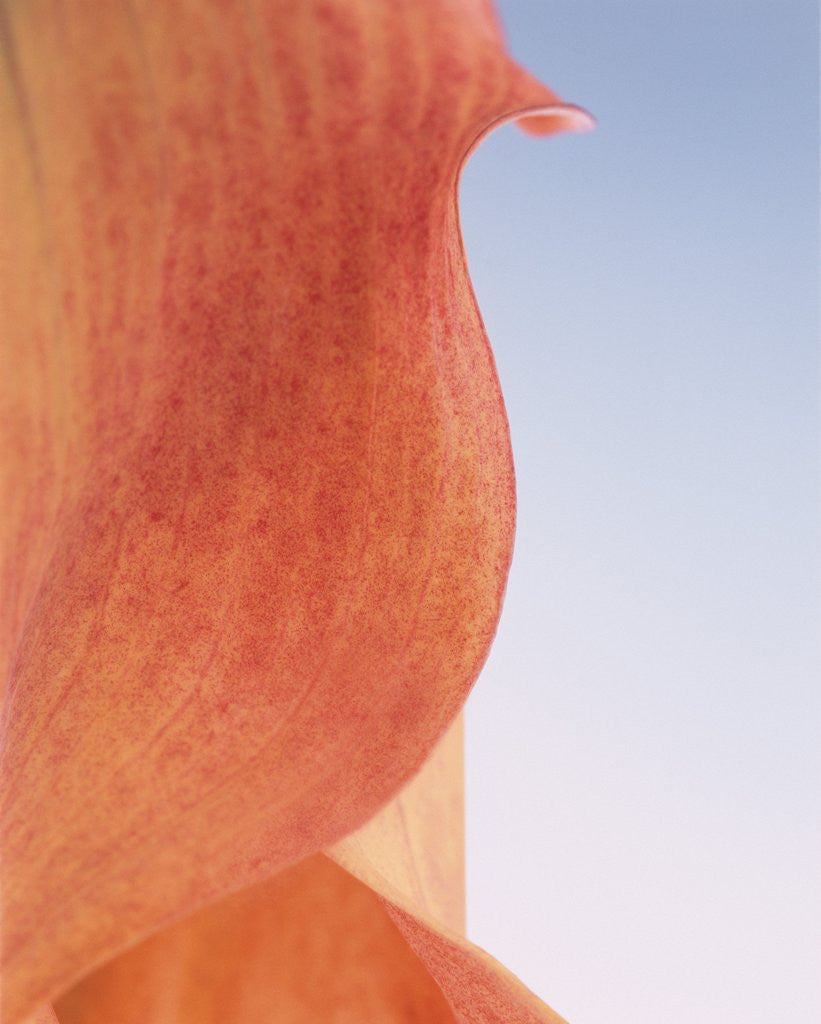 Detail of Lily Petal by Anonymous