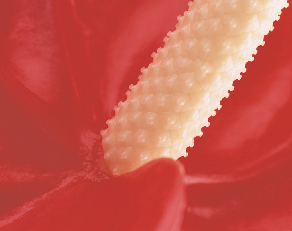 Detail of Stamen of a Flamingo Lily by Anonymous
