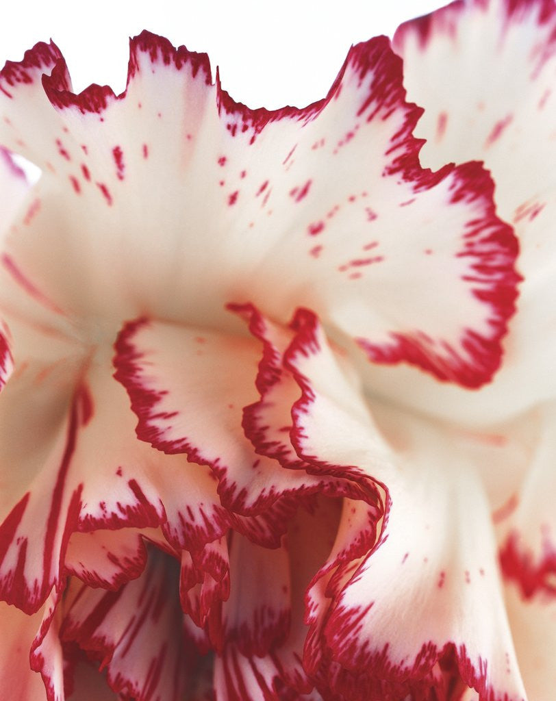Detail of Curling Carnation Petals by Corbis
