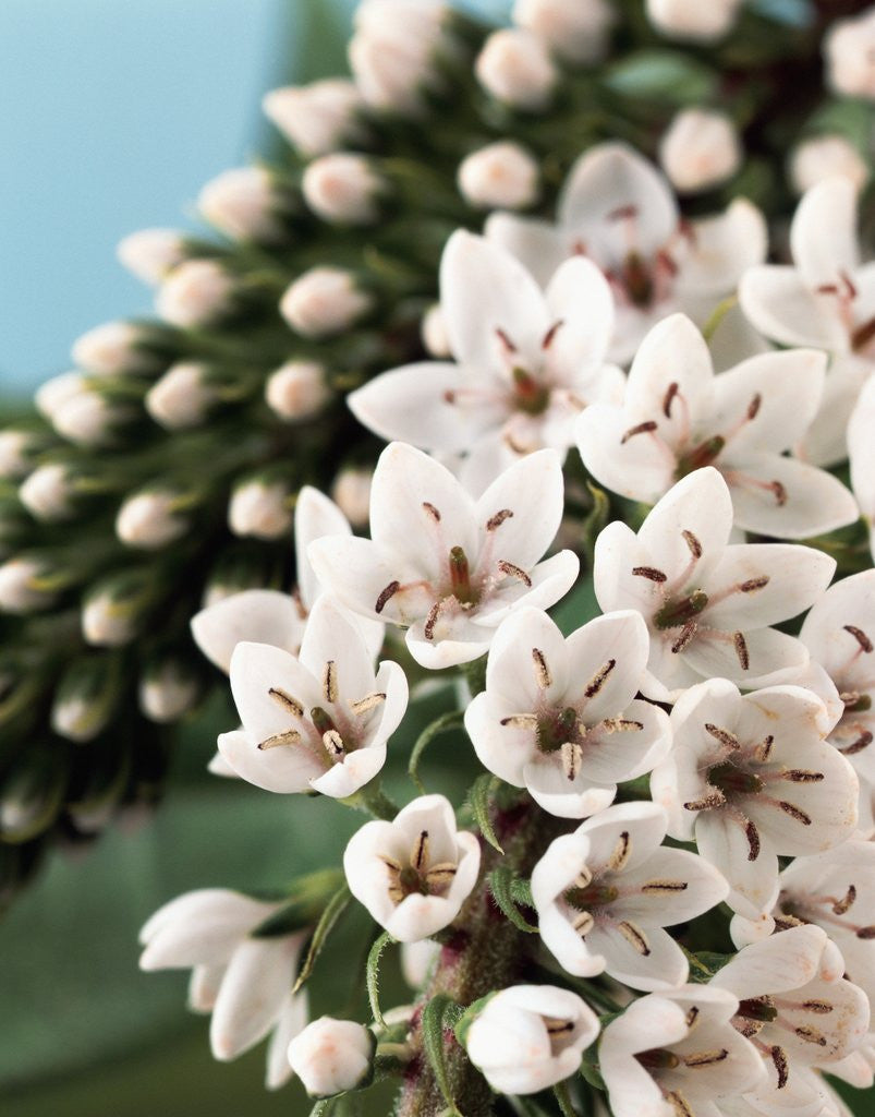 Detail of Blooming Speedwell Plant by Anonymous