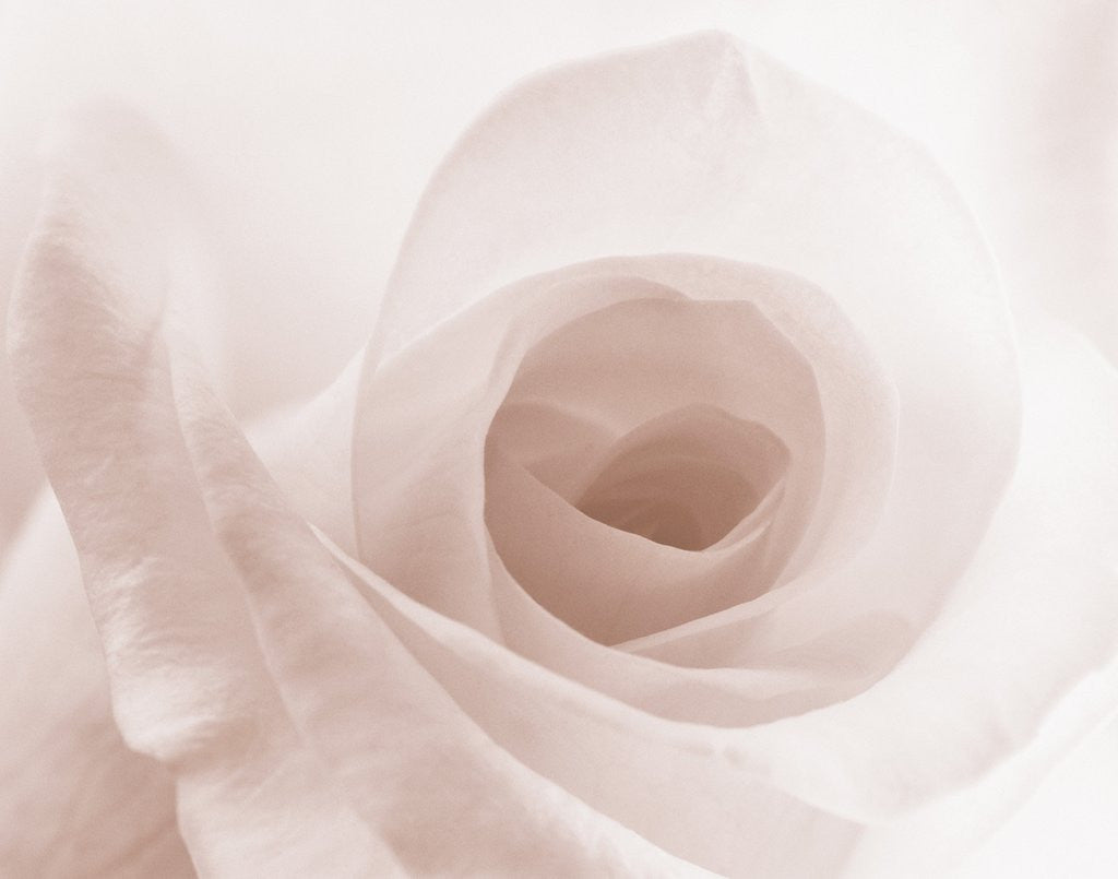 Detail of Blooming White Rose by Anonymous